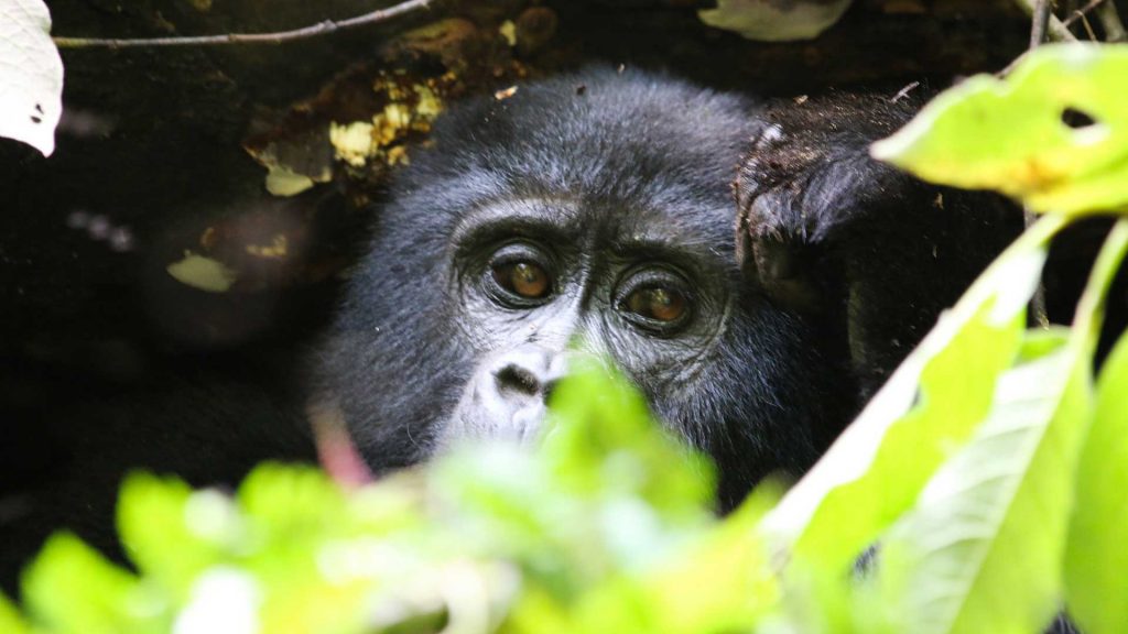Gorilla Trekking in Rwanda