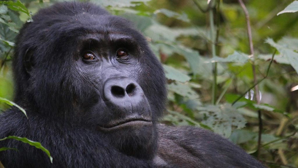Uganda Gorilla Trekking Safari