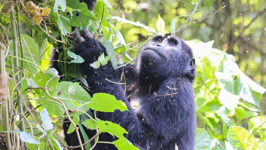 Shourt Uganda Gorilla Trekking Tour
