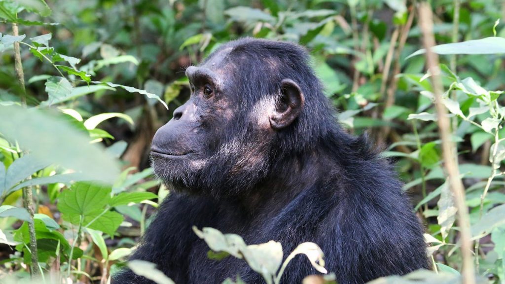 Primates & Wildlife Safari