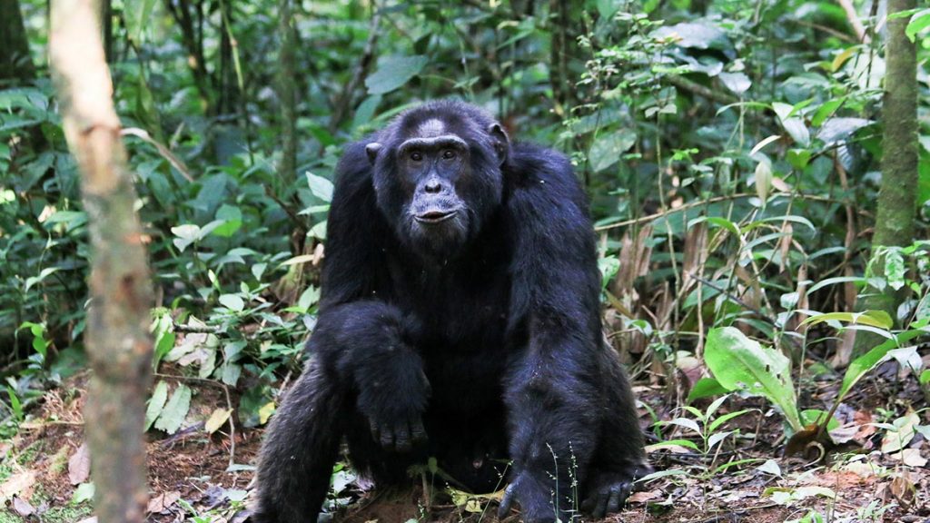 Kanyanchu Kibale Chimpanzee Trekking