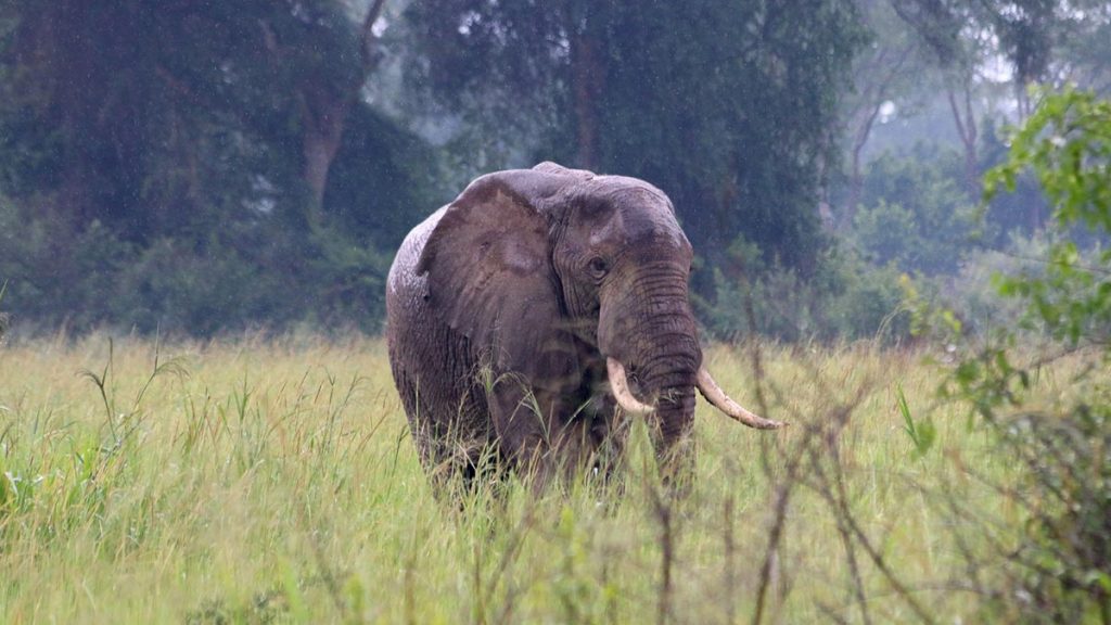 Highlights Uganda Safari 
