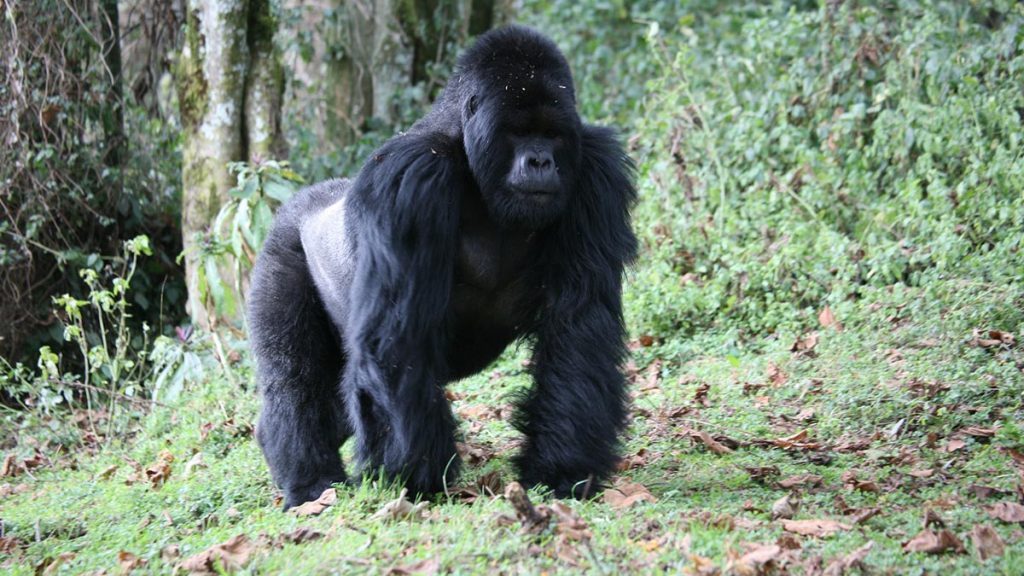 Mgahinga Gorilla National Park