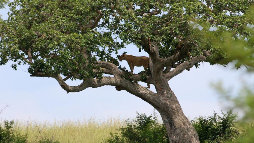 Uganda Mountain Gorillas & Wildlife Tour 5 Day