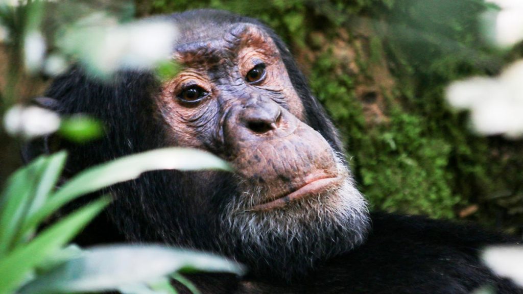 Kibale Chimps Safari