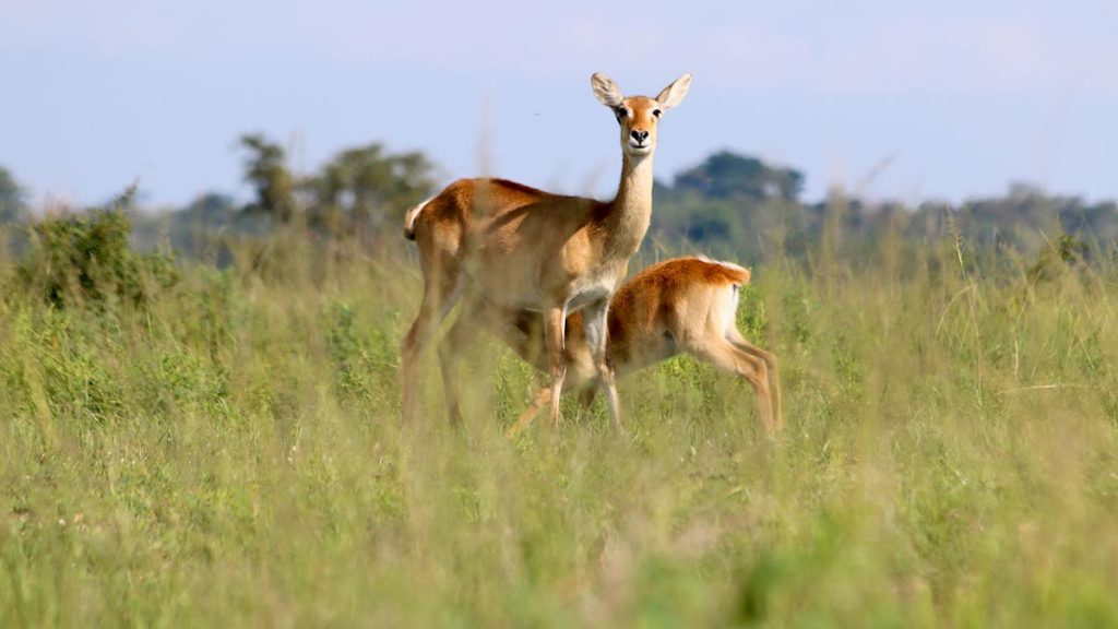 Queen Elizabeth National Park